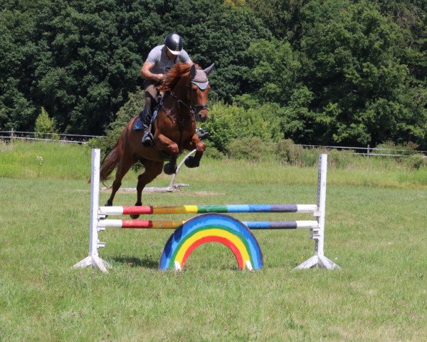 jumper Chiara-Lena (German Sport Horse, 2014, from Cliff H)