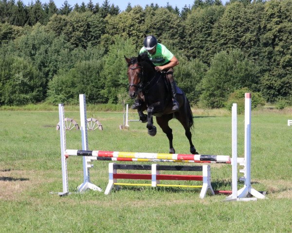 jumper Chicolino 32 (German Sport Horse, 2015, from Cliff H)