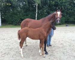 dressage horse Venia Floralis (Westphalian, 2016, from Veneno)