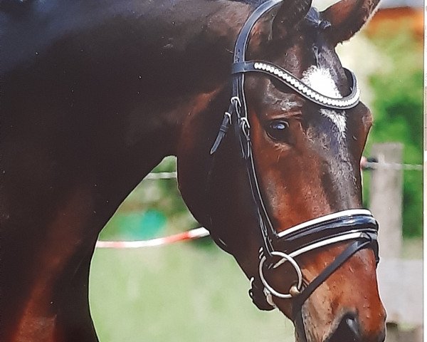 dressage horse Quaterhall's Idefix (Hanoverian, 2016, from Quaterhall)
