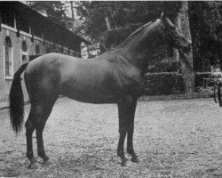 Deckhengst Jacinto AA (Anglo-Araber, 1961, von Sumeyr ox)