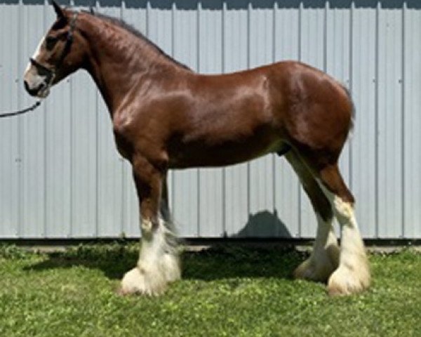 Pferd HF Dominator's Duce (Clydesdale, 2018, von Gregglea Azar's Protege)