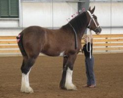 Zuchtstute Ily-Kate (Clydesdale, 2015, von Tablerock's Cracker Jack)