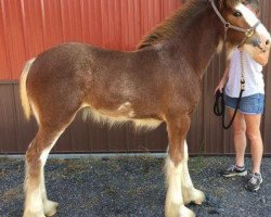 horse Granville's Black Magic Maude (Clydesdale, 2020, from Challenger of Pinnacle)