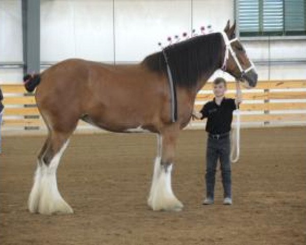 broodmare Golden Run M.E. Dixie Chick (Clydesdale, 2011, from 2S Omega's Mister Edison)