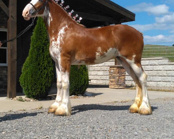 Pferd Crystal Springs Amy (Clydesdale, 2019, von Maplewood Danielle's Lucas)