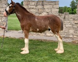 Pferd Cedarlane Steely Dan (Clydesdale, 2019, von Iron Horse MM Steele)