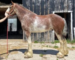 Pferd Besley's Majestic Colton (Clydesdale, 2016, von Century Lane Majestic)