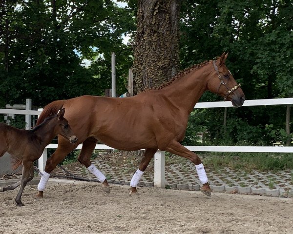 broodmare Lowe (Hanoverian, 2008, from Londonderry)