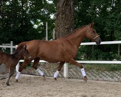 broodmare Lowe (Hanoverian, 2008, from Londonderry)