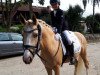 dressage horse Hilkens Dancing Gold (German Riding Pony, 2014, from Dreidimensional AT NRW)