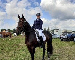 dressage horse Dejavu 37 (Westfale, 2013, from Dibadu L)