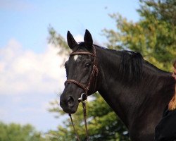 broodmare Hope (Hanoverian, 1998, from Hohenstein I)