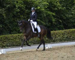 dressage horse Tomahawk's Tender Love (Hanoverian, 2016, from Tomahawk)