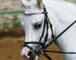 Dressurpferd Shore Brooks Close Two You (Welsh Mountain Pony (Sek.A), 2007, von Criccieth Hywel)