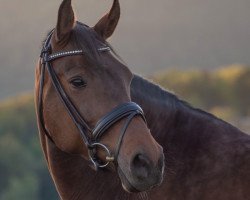 dressage horse Corabael (Holsteiner, 2009)