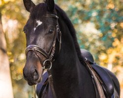 Dressurpferd Deimos S (Oldenburger, 2015, von Dressage Royal)