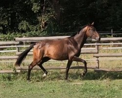 dressage horse Fürstin Denira (Hanoverian, 2018, from Fürstenball)