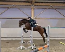 jumper Little Lord PJ (Oldenburg show jumper, 2014, from Landfein)