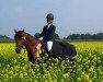 dressage horse Dandini (German Riding Pony, 1998)