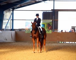 dressage horse Filou 1935 (Rheinländer, 2006, from Fürst Piccolo)