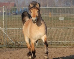 horse Hannes (Fjord Horse, 2014, from Kastanjegårdens Hannibal)