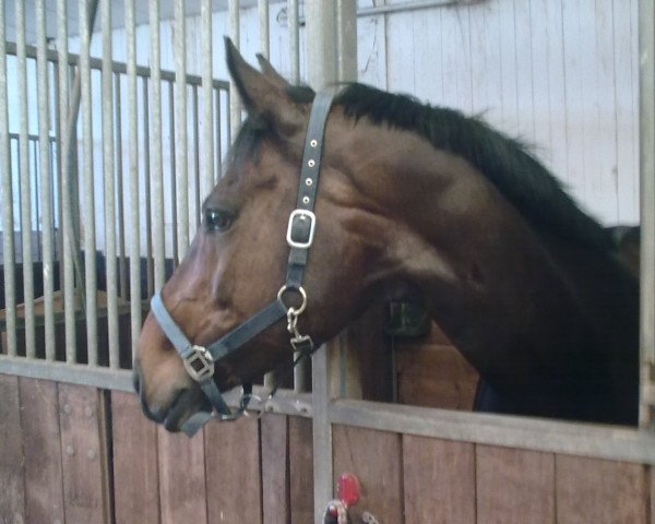 broodmare Mon Cherie (Oldenburg, 2002, from Harvard)