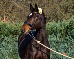 broodmare Saphira (Holsteiner, 2002, from Sandro)