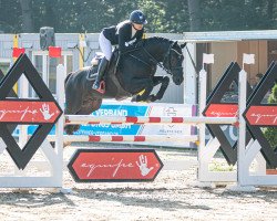 stallion HS Black Ice (German Riding Pony, 2014, from Burlington S)