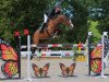 jumper Covergirl 13 (Oldenburg show jumper, 2007, from Harras)