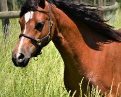 Pferd Frankenhöh’s Secret Sunshine (Welsh Pony (Sek.B), 2016, von Frankenhoeh's Sunlight)