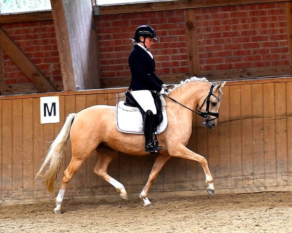 Dressurpferd Oranjehof’s Greta Garbo (Deutsches Reitpony, 2017, von Dating At NRW)