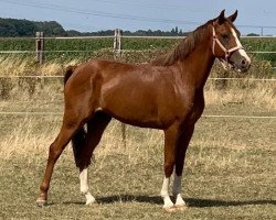 horse Khadiz (Nederlands Rijpaarden en Pony, 2016, from Kalido II van Klaverborch)