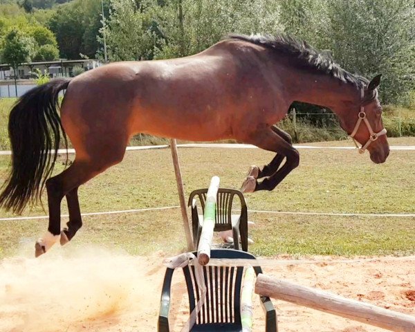 dressage horse Scarlett 594 (Bavarian, 2007, from Florestano)