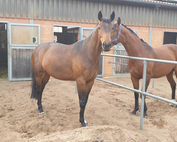 broodmare His Beautiful T (Hanoverian, 2012, from Heinrich Heine)