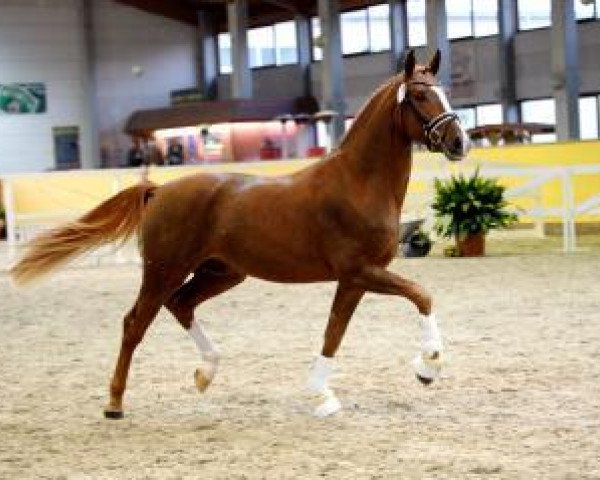 stallion Sezarion (Oldenburg, 2015, from Sezuan)