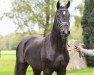 dressage horse Goldwin L (Oldenburg, 2015, from Goldberg)