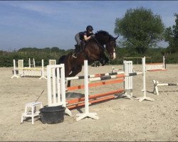 jumper Bomboloni (Zangersheide riding horse, 2014, from Big Star Jr KZ)