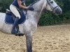 Springpferd Harriet 26 (Oldenburger Springpferd, 2016, von Hickstead White)