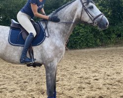 Springpferd Harriet 26 (Oldenburger Springpferd, 2016, von Hickstead White)