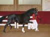 stallion Fürst Schwarzenberg MT (Hanoverian, 2015, from Fürstenball)