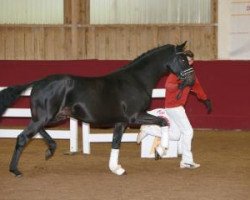 stallion Fürst Schwarzenberg MT (Hanoverian, 2015, from Fürstenball)