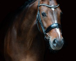 dressage horse Sir Tarantino (Bavarian, 2013, from Sir Heinrich OLD)