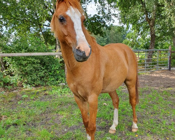 dressage horse Sultano 15 (German Riding Pony, 2011, from Sir Martino)