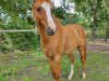 dressage horse Sultano 15 (German Riding Pony, 2011, from Sir Martino)