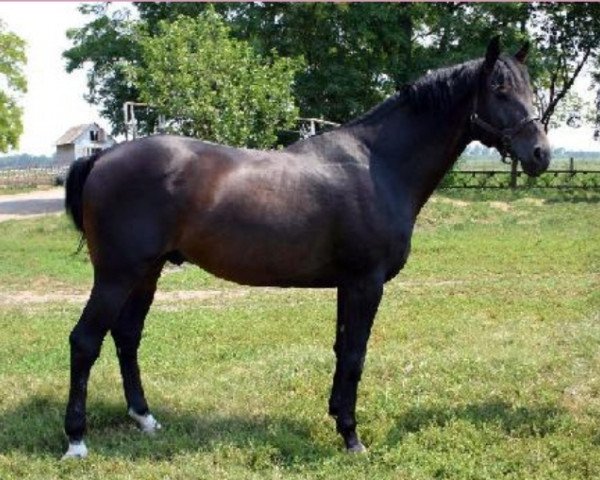 stallion Farchad (Russian Trakehner,  , from Fed)