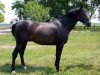 stallion Farchad (Russian Trakehner,  , from Fed)