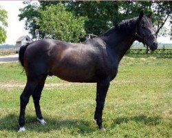 Deckhengst Farchad (Russisch Trakehner,  , von Fed)