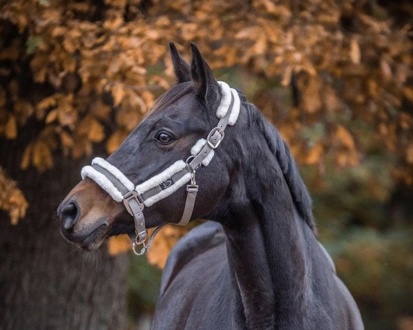 dressage horse Cascaya (Trakehner, 2006, from Connery)