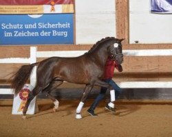 dressage horse Franzissimo (Oldenburg, 2015, from Franziskus FRH)